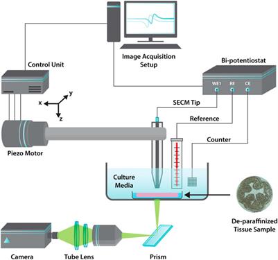 Multifrequency dielectric mapping of fixed mice colon tissues in cell culture media via scanning electrochemical microscopy